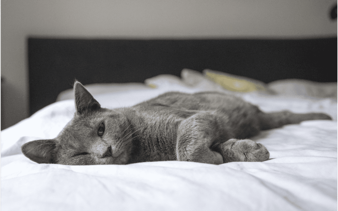 Is Your Cat Stressed? Here Are 3 Signs of an Anxious Cat
