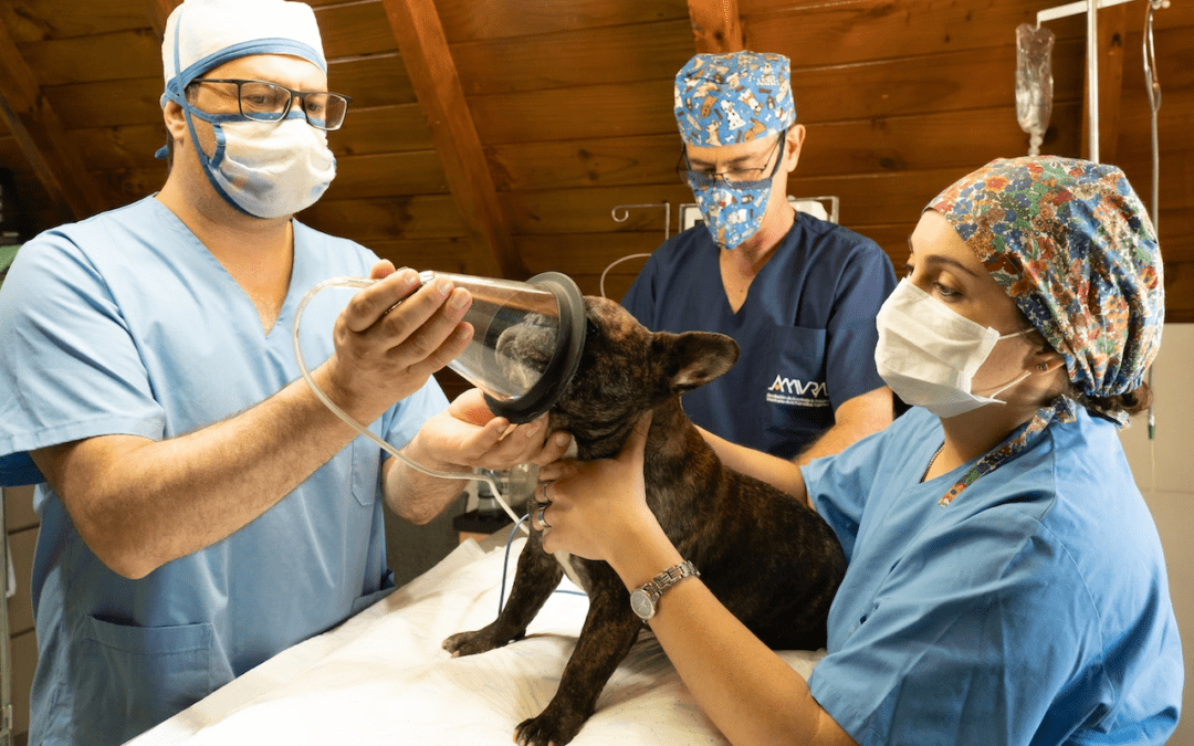 Vet Techs: Animal Hospitals’ Unsung Heroes