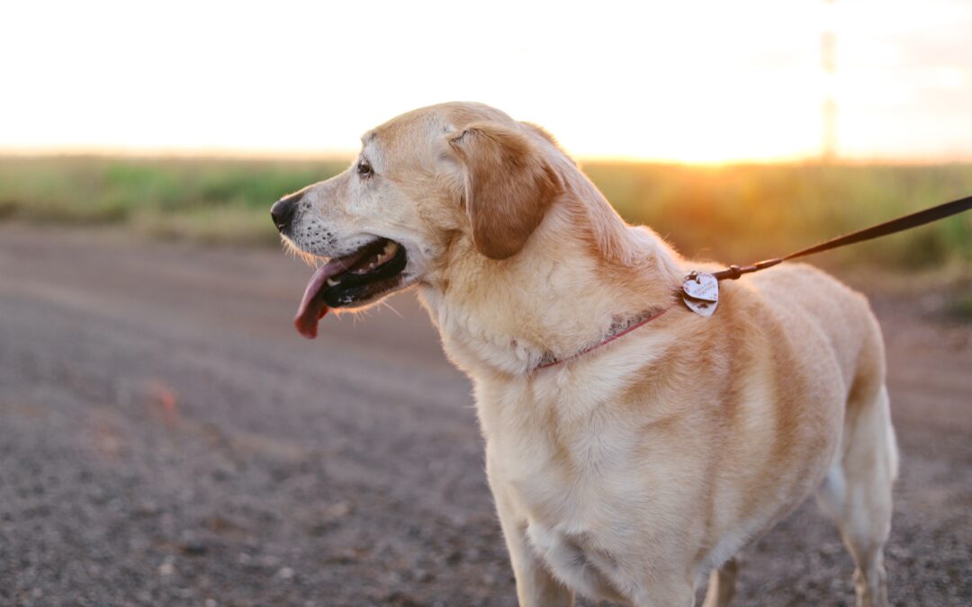 Maximizing Safety When You Take Your Pup for a Stroll – A Guide to Dog Walking