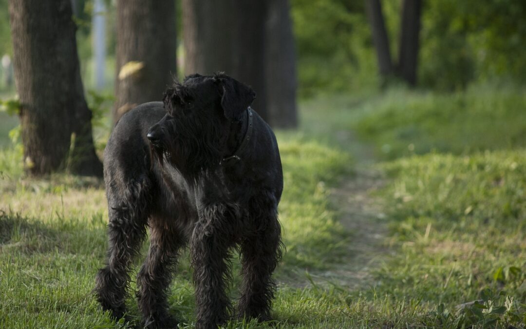 Managing Your Dog’s Lyme Disease Diagnosis: Essential Information