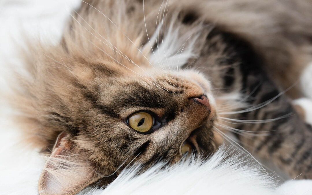 Cats and Lyme Disease: Why It’s So Rare